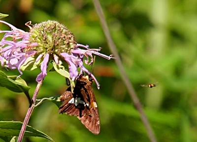 [Closeup of a brown butterfly with a white stripe on a flower with skinny, purple petals. A bee flies to the right of it.]